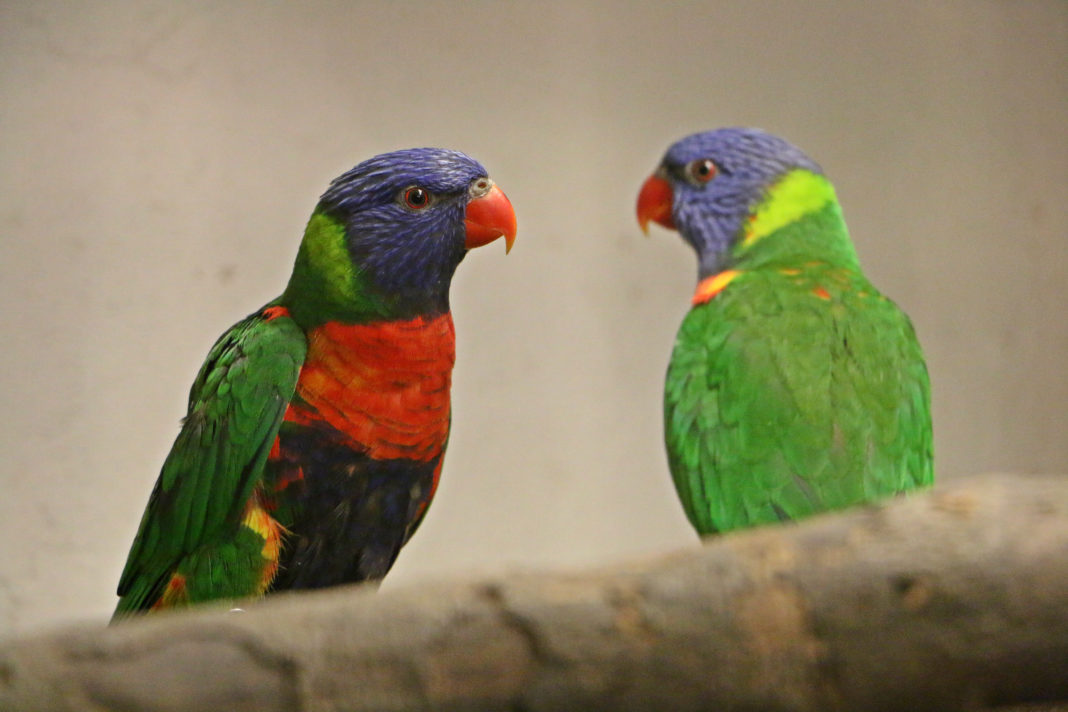 lorysy niebierskobrzuche z zoo Brno