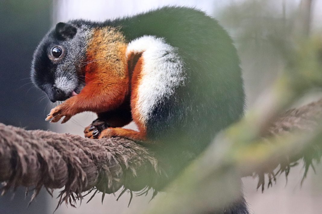 wiewiórczak trójbarwny fot. Anna Olszewska Zoo Gdańsk